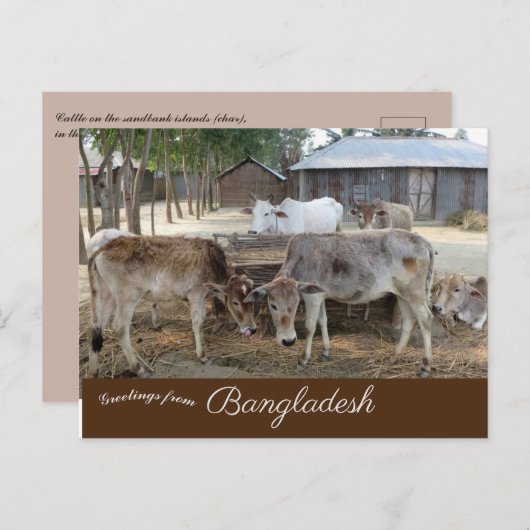 Cattle Jamuna Briefkaart (Voorkant / Achterkant)