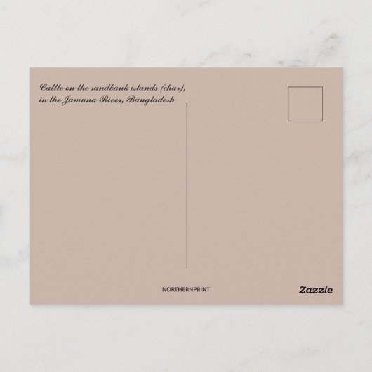 Cattle Jamuna Briefkaart (Achterkant)