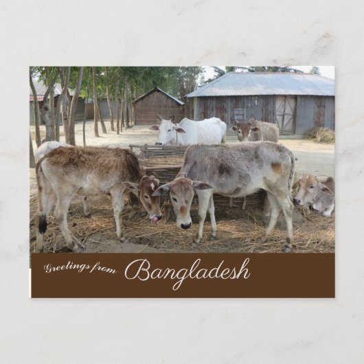 Cattle Jamuna Briefkaart (Voorkant)