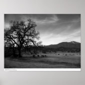 Cattle North of Stonyford, Colusa County, CA, 1966 Poster (Voorkant)