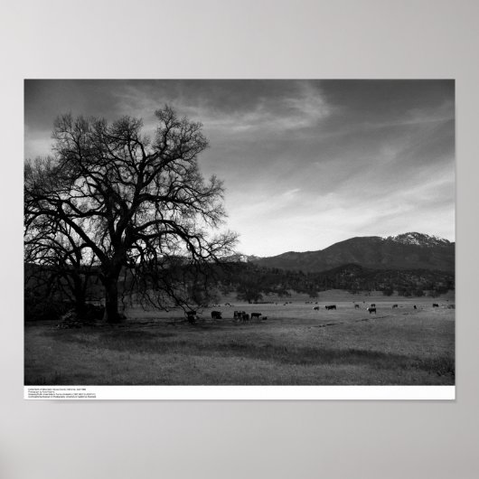 Cattle North of Stonyford, Colusa County, CA, 1966 Poster (Voorkant)