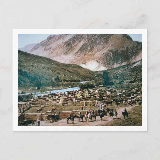 Cattle Ranch, Colorado, 1899 (foto) Briefkaart (Voorkant)