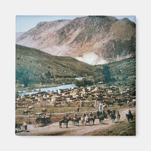 Cattle Ranch, Colorado, 1899 (foto) Magneet (Voorkant)