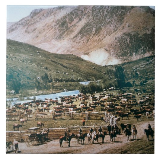 Cattle Ranch, Colorado, 1899 (foto) Tegeltje (Voorkant)