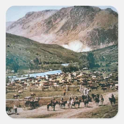 Cattle Ranch, Colorado, 1899 (foto) Vierkante Sticker (Voorkant)