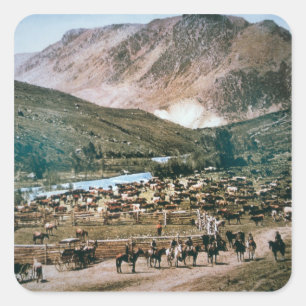 Cattle Ranch, Colorado, 1899 (foto) Vierkante Sticker