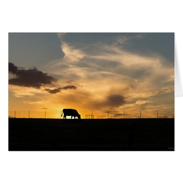 Cattle Sunset Silhouette (Voorkant Horizontaal)