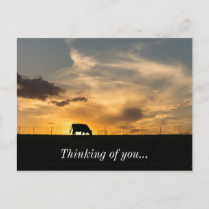 Cattle Sunset Silhouette Briefkaart