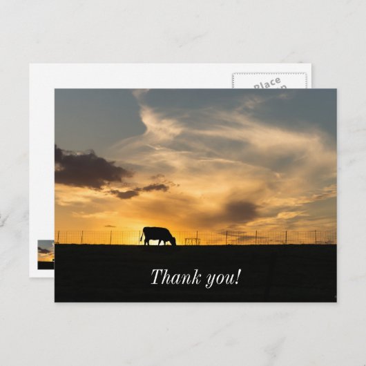 Cattle Sunset Silhouette Briefkaart (Voorkant / Achterkant)