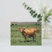 CattlecarD Briefkaart (Staand voorkant)