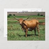 CattlecarD Briefkaart (Voorkant / Achterkant)