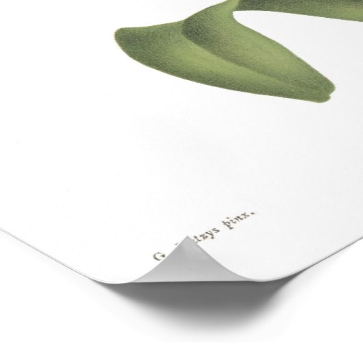 Cattleta trianae poster (Hoek)