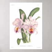 Cattleta trianae poster (Voorkant)