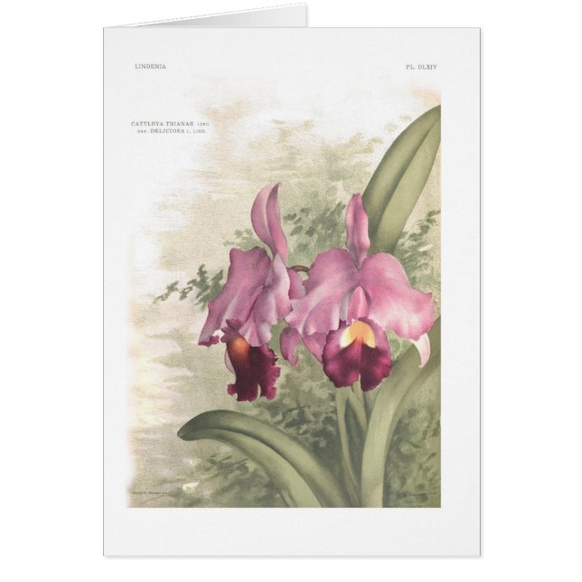 Cattleta trianae var deliciosa (Voorkant)