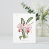 Cattleta trianae var exornata briefkaart (Staand voorkant)