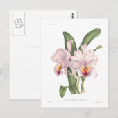 Cattleta trianae var exornata briefkaart (Voorkant / Achterkant)