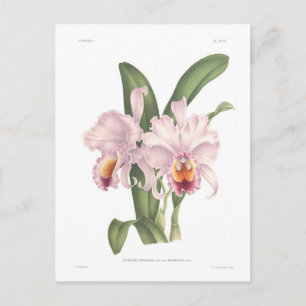 Cattleta trianae var exornata briefkaart