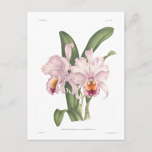 Cattleta trianae var exornata briefkaart (Voorkant)