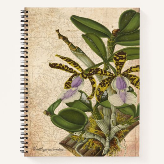 Cattleya Aclandiae Orchidee Notebook - Chic Notitieboek (Voorkant)