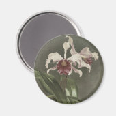 Cattleya Arnoldiana Orchidee Magnet (Voorkant / Achterkant)