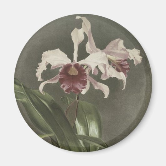 Cattleya Arnoldiana Orchidee Magnet (Voorkant)