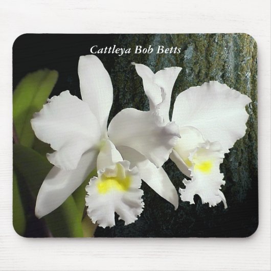 Cattleya Bob Betts Muismat (Voorkant)