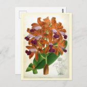 Cattleya Guttata Leopoldii Lindenia Orchid Briefkaart (Voorkant / Achterkant)