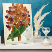 Cattleya Guttata Leopoldii  Lindenia Orchid Fotoplaat (Zijkant)