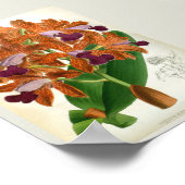 Cattleya Guttata Leopoldii  Lindenia Orchid Poster (Hoek)