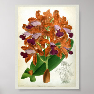 Cattleya Guttata Leopoldii  Lindenia Orchid Poster