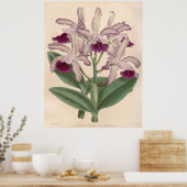  Cattleya Guttata Orchidee Flower Poster (Keuken)