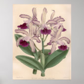 Cattleya Guttata Orchidee Flower Poster (Voorkant)