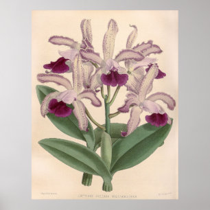  Cattleya Guttata Orchidee Flower Poster