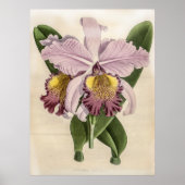 Cattleya Hardyana Orchid Poster (Voorkant)