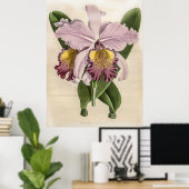 Cattleya Hardyana Orchid Poster (Thuiskantoor)