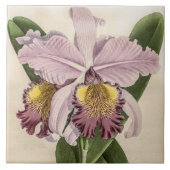  Cattleya Hardyana Orchidee Flower Tegeltje (Voorkant)
