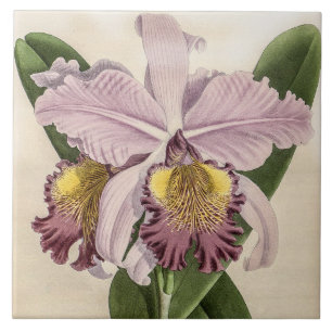  Cattleya Hardyana Orchidee Flower Tegeltje