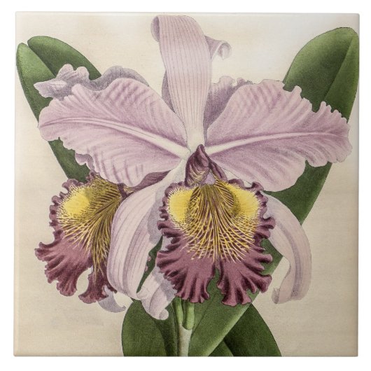 Cattleya Hardyana Orchidee Flower Tegeltje (Voorkant)