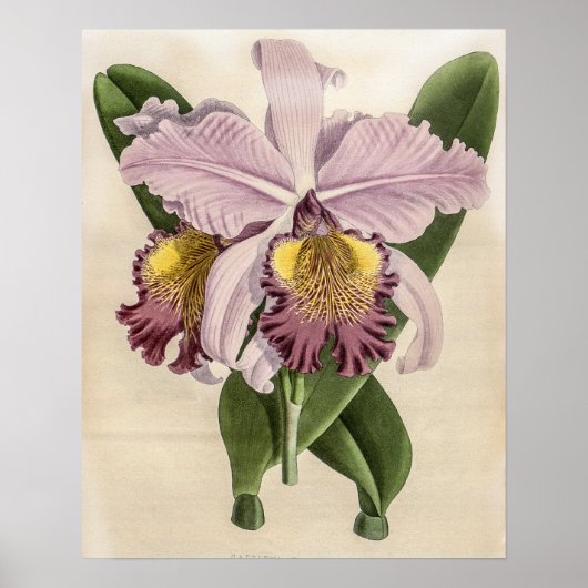 Cattleya Hardyana Orchidee Poster (Voorkant)