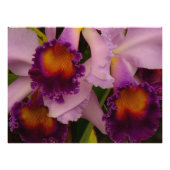 Cattleya Hybrid Orchid Framed Print Foto Afdruk (Voorkant)