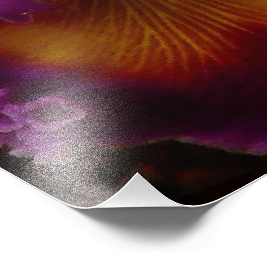 Cattleya Hybrid Orchid Framed Print Foto Afdruk (Hoek)