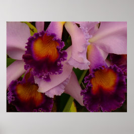 Cattleya Hybride Orchidee Poster