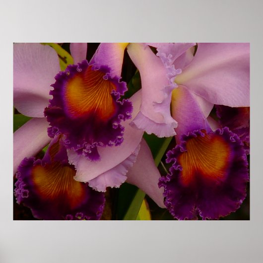 Cattleya Hybride Orchidee Poster (Voorkant)