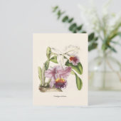 Cattleya labiata briefkaart (Staand voorkant)