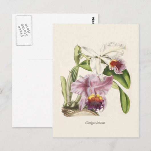 Cattleya labiata briefkaart (Voorkant / Achterkant)