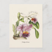 Cattleya labiata briefkaart (Voorkant)