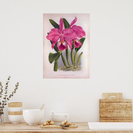 Cattleya Labiata Deep Pink Orchids Poster (Keuken)