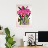 Cattleya Labiata  Deep Pink Orchids Poster (Thuiskantoor)