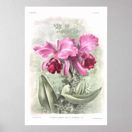 Cattleya labiata poster (Voorkant)