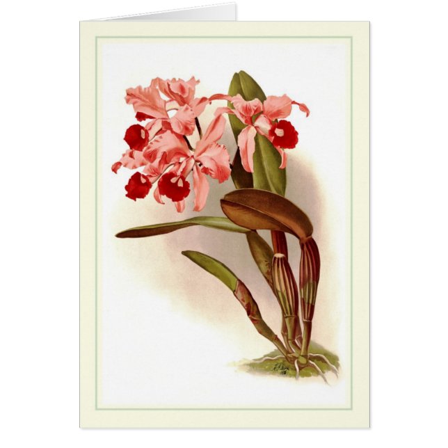 Cattleya lawrenceana (Voorkant)